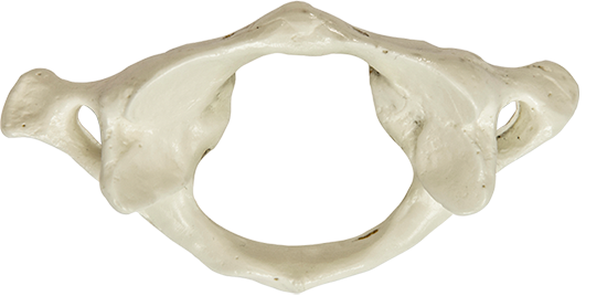 The atlas vertebra